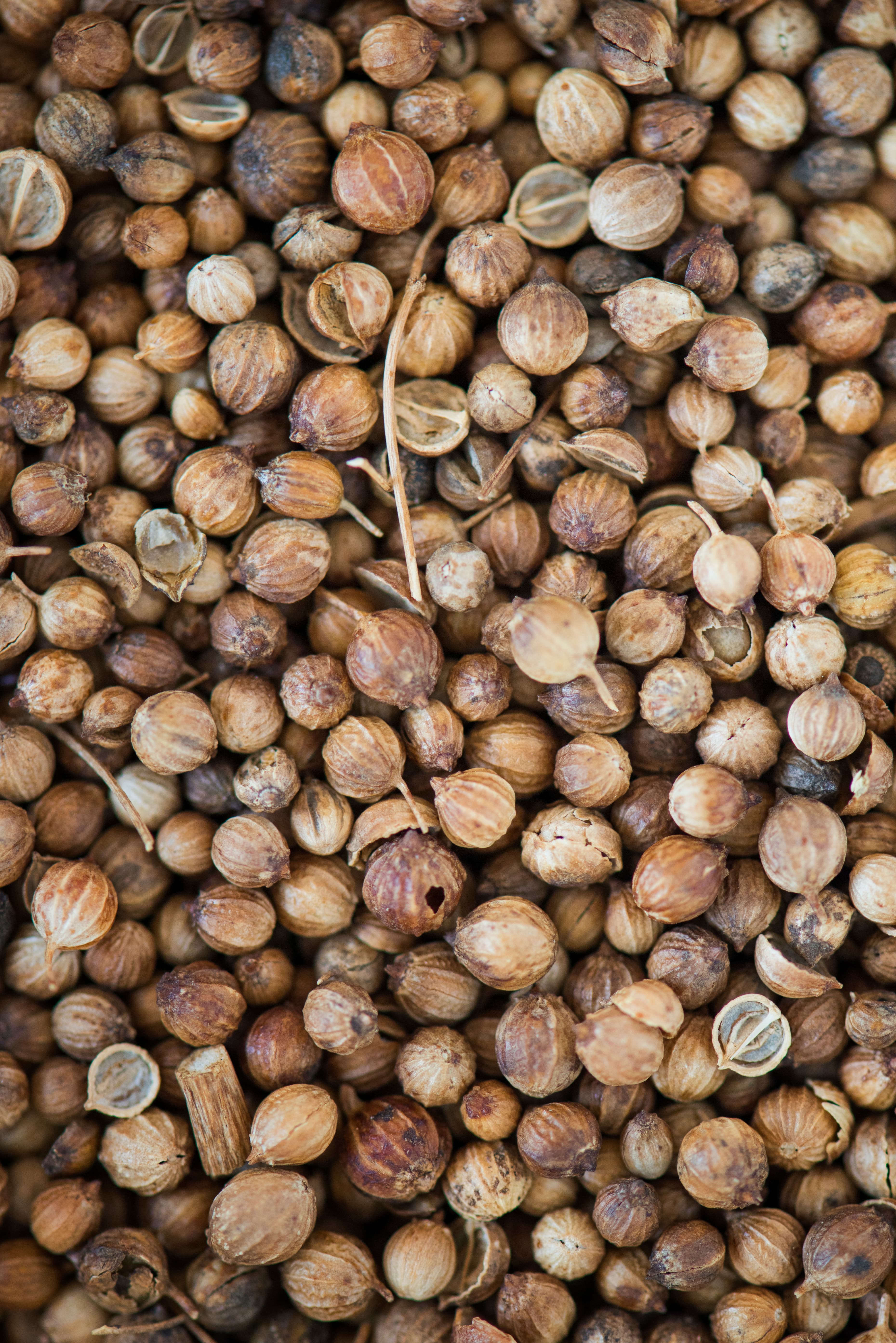 Coriander Seeds