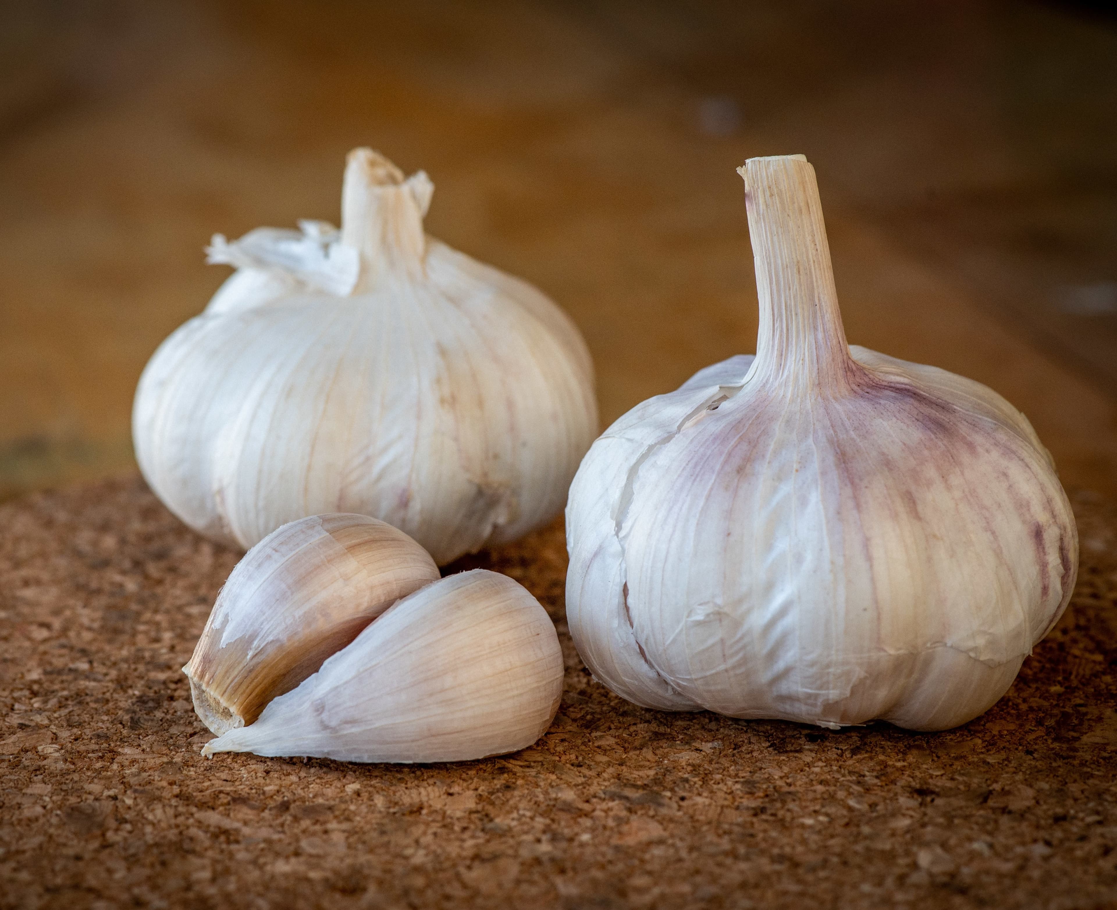 Garlic