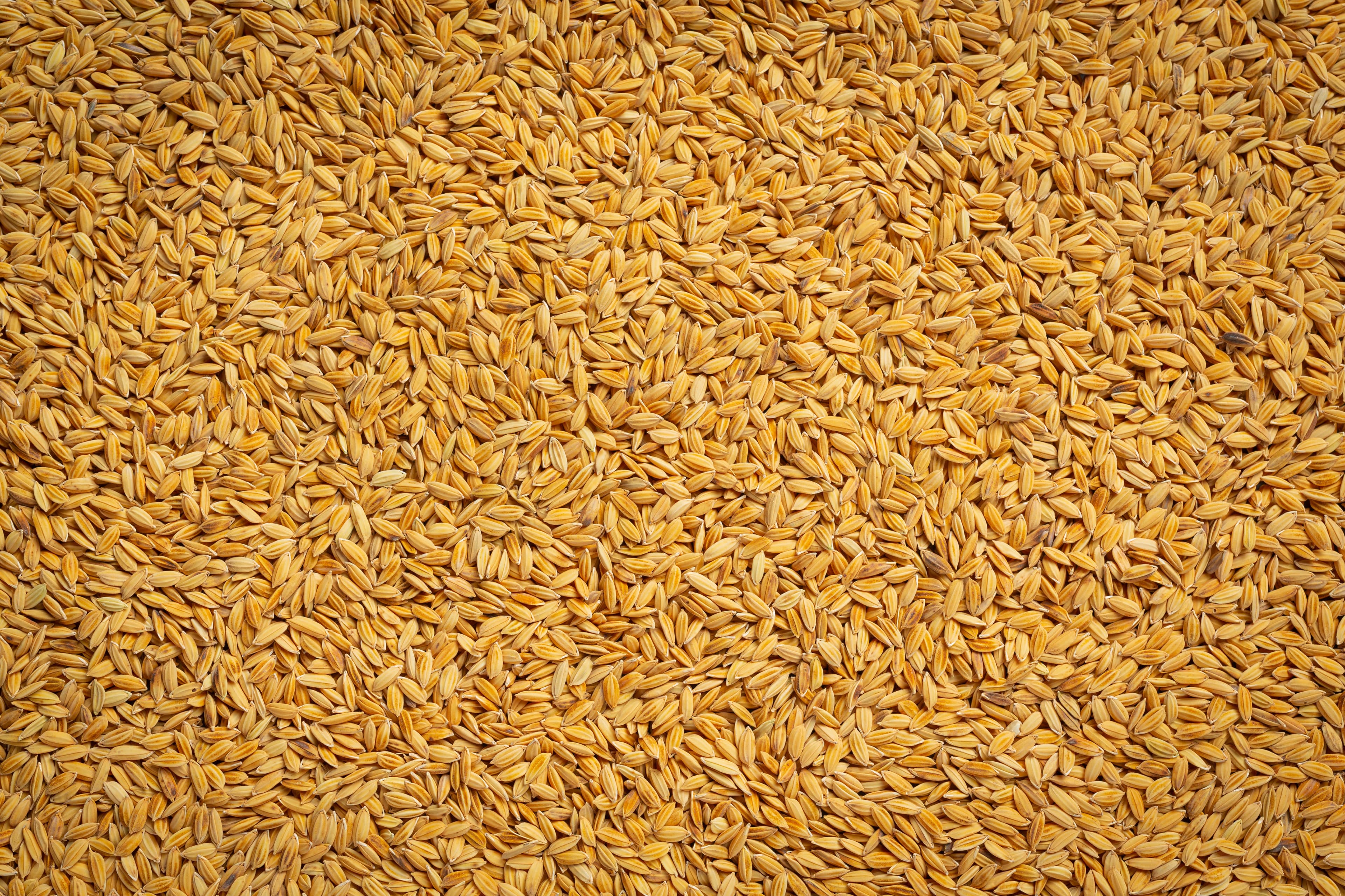Indian Barley Rice